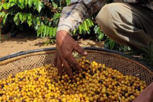 Dia Internacional do Café: cafeicultura fluminense em alta