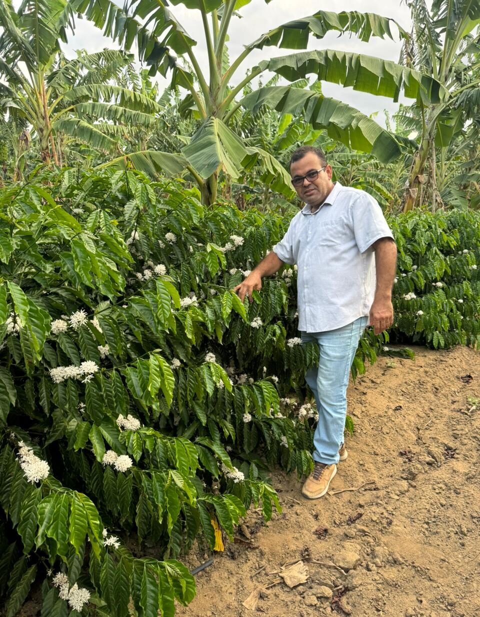 Produtor cria fertilizante orgânico que combate nematoide e fusário