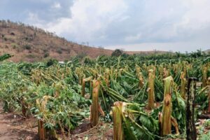 Temporal destrói lavouras de banana e inhame em Laranja da Terra