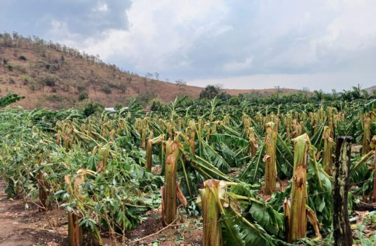 Temporal destrói lavouras de banana e inhame em Laranja da Terra