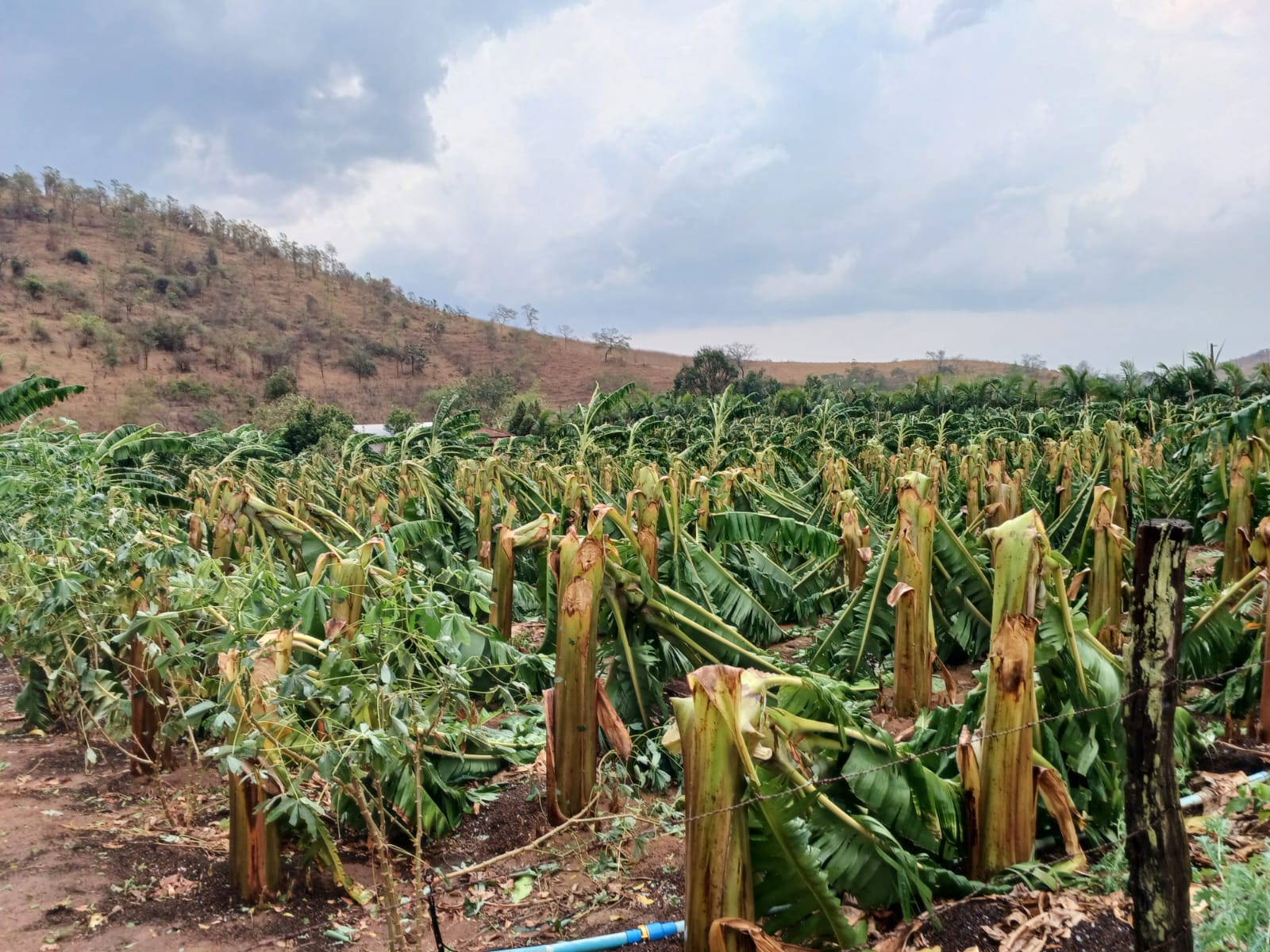 Temporal destrói lavouras de banana e inhame em Laranja da Terra