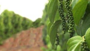 pimenta-do-reino Anuário do Agro Capixaba