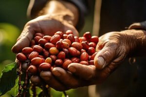 Alegre: concurso premia os melhores cafés da região