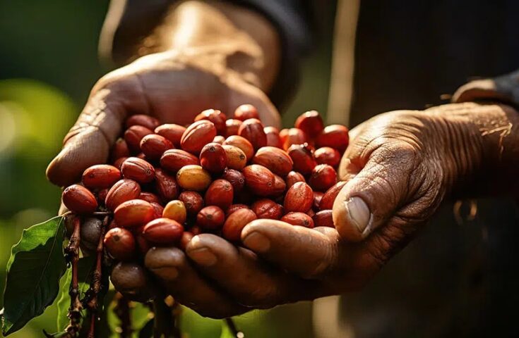 Comissão aprova selo para identificar e valorizar o café artesanal