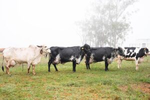 Ferramenta genômica vai reunir três raças de bovinos leiteiros