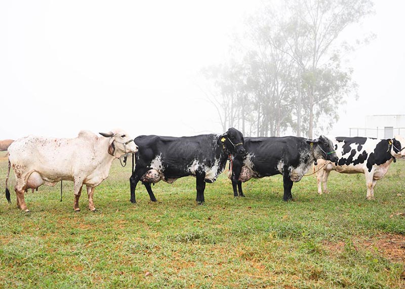 Ferramenta genômica vai reunir três raças de bovinos leiteiros