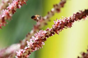 Mel da florada do açaí possui altos teores de compostos antioxidantes