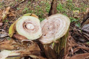 Erradicação do moko da bananeira exige vazio sanitário de dois anos