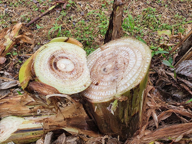 Erradicação do moko da bananeira exige vazio sanitário de dois anos