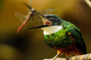 Cobertura florestal impacta aves insetívoras na Mata Atlântica