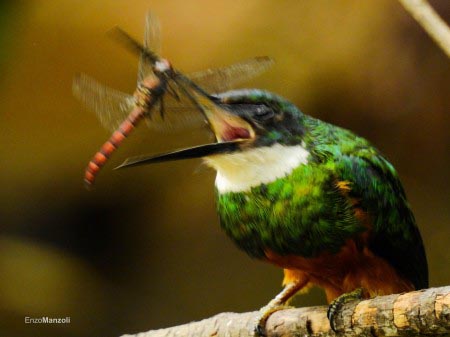 Cobertura florestal impacta aves insetívoras na Mata Atlântica