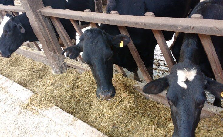 Concurso incentiva produtor de leite capixaba a investir em silagem