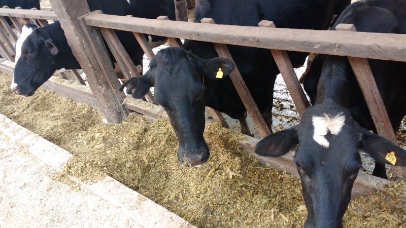 Concurso incentiva produtor de leite capixaba a investir em silagem