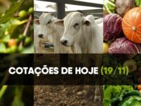 Confira as cotações do café, boi e hortifruti de 19 de novembro