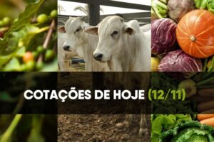 Confira as cotações do café, boi e hortifruti de 12 de novembro