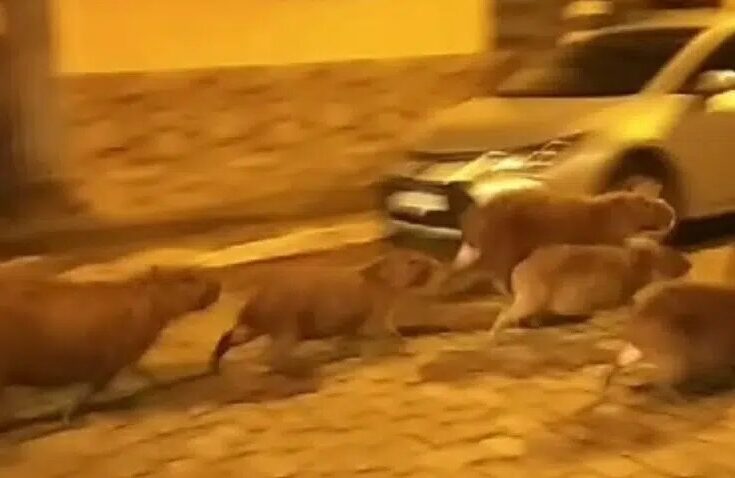 Capivaras são flagradas passeando pelas ruas de Castelo