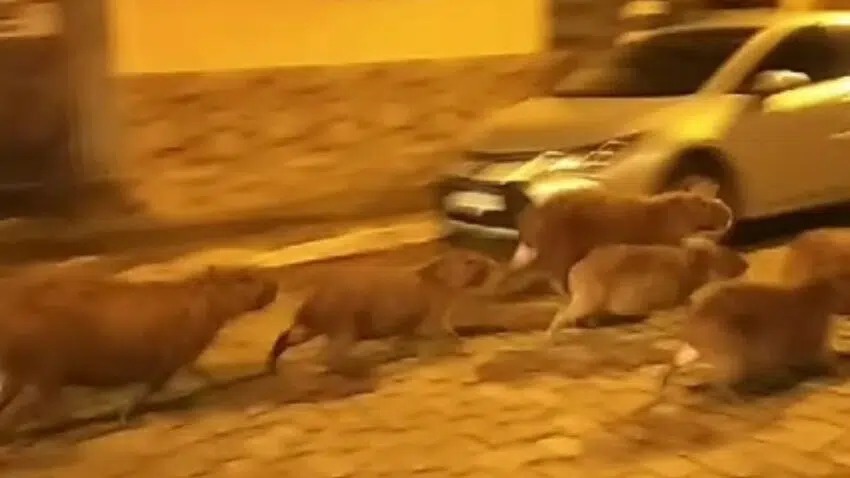 Capivaras são flagradas passeando pelas ruas de Castelo