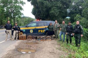 Operação fiscaliza torneio irregular de aves silvestres em Iconha