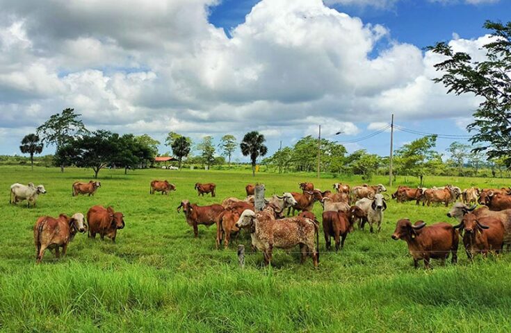 Brasil exporta tecnologia para melhoramento genético de bovinos