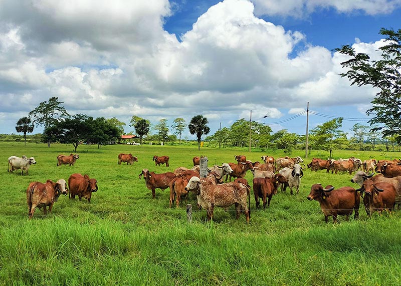 Brasil exporta tecnologia para melhoramento genético de bovinos