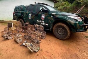 Cativeiro ilegal: aves silvestres são apreendidas em Castelo