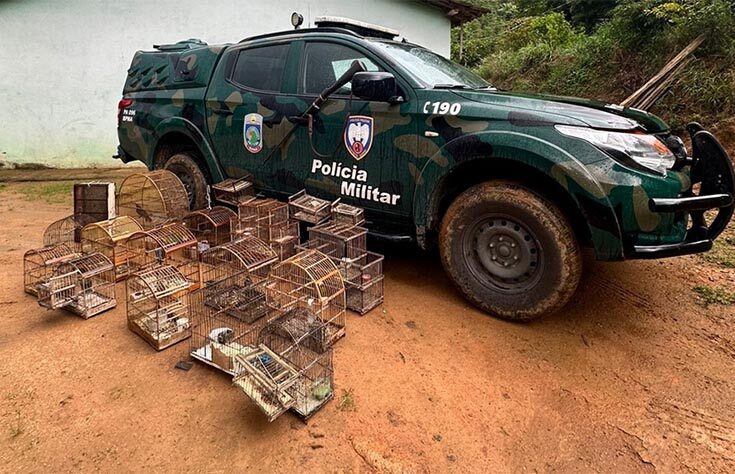 Cativeiro ilegal: aves silvestres são apreendidas em Castelo