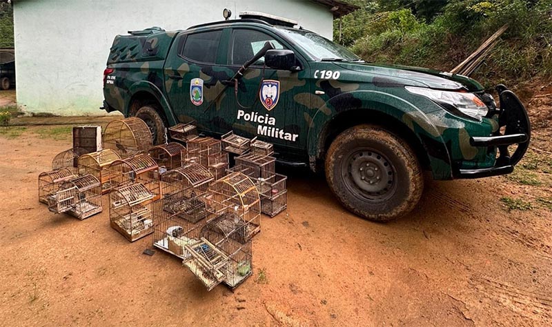 Cativeiro ilegal: aves silvestres são apreendidas em Castelo