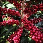 Preço café arábica Café Produtor de Água