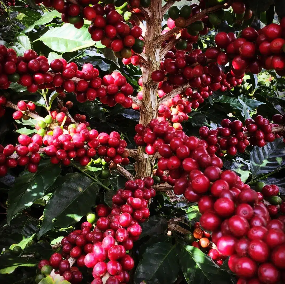 Preço café arábica Café Produtor de Água