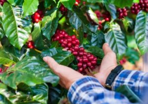 Alta do preço do café atinge quase 40% em 2024, mas cafés especiais têm menor aumento devido à estabilidade do mercado