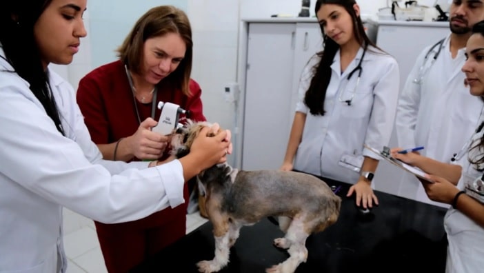 hospital veterinário UFES