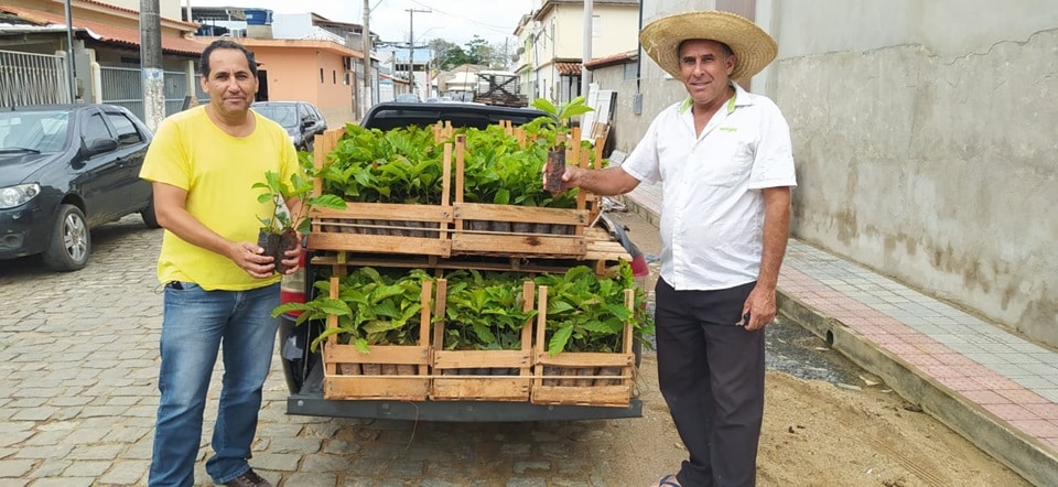 Café conilon é a nova aposta para a cafeicultura de montanha Café conilon é a nova aposta para a cafeicultura de montanha