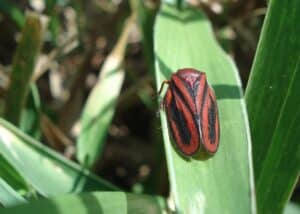cigarrinha-das-pastagens