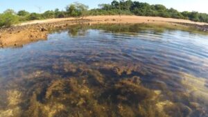 A pesquisa também agrega novas evidências de que grande parte dos bancos de macroalgas do Estado se localiza fora de unidades de conservação