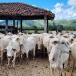 boi-vaca-rebanho
