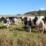 vaca-pecuária