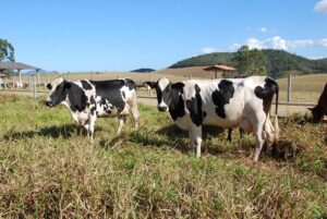 vaca-pecuária