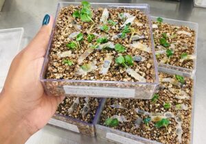 Árvores em extinção