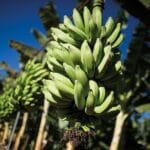 banana-anuário 2024