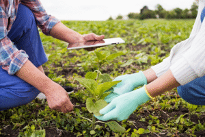 Semana de Ciências Agrárias do Ifes de Alegre debate o agro do futuro Semana de Ciências Agrárias do Ifes de Alegre debate o agro do futuro