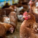 galinha-frango-granja