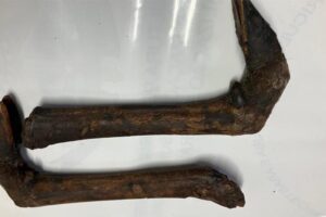 Patas de animais são barradas em aeroporto de Guarulhos