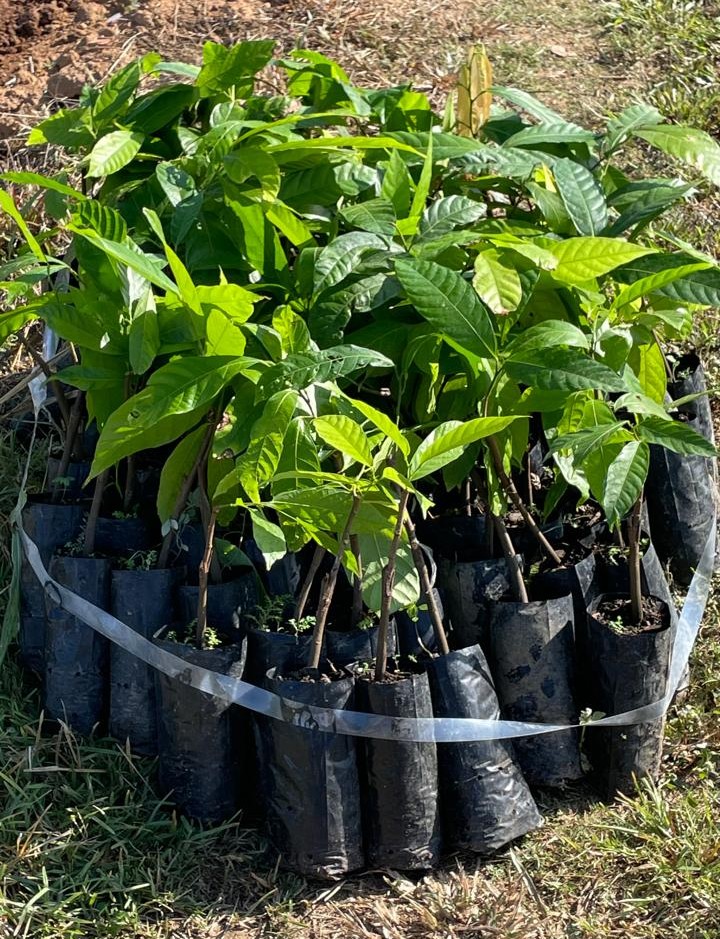 Ifes Itapina planta lavoura tecnificada de cacau Ifes Itapina planta lavoura tecnificada de cacau