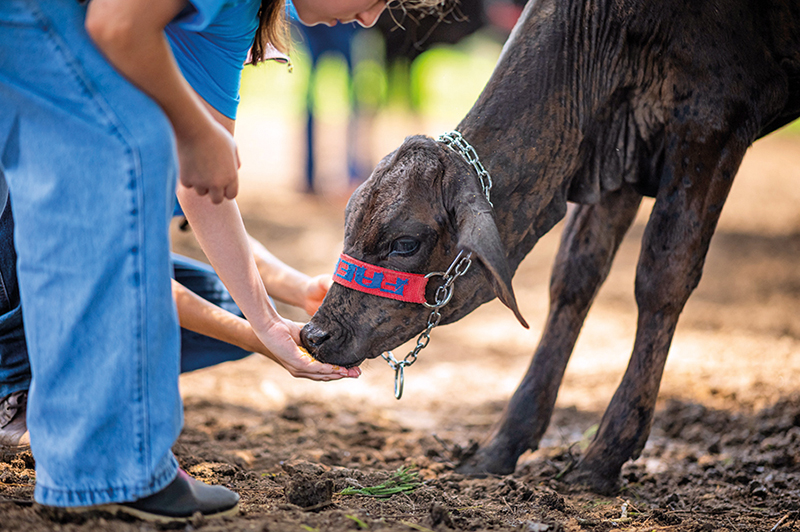 Conheça projetos no Espírito Santo que incentivam a sucessão familiar no campo, com educação rural e o engajamento de crianças no agronegócio