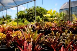 Jardim Botânico produz mudas de espécies ameaçadas de extinção