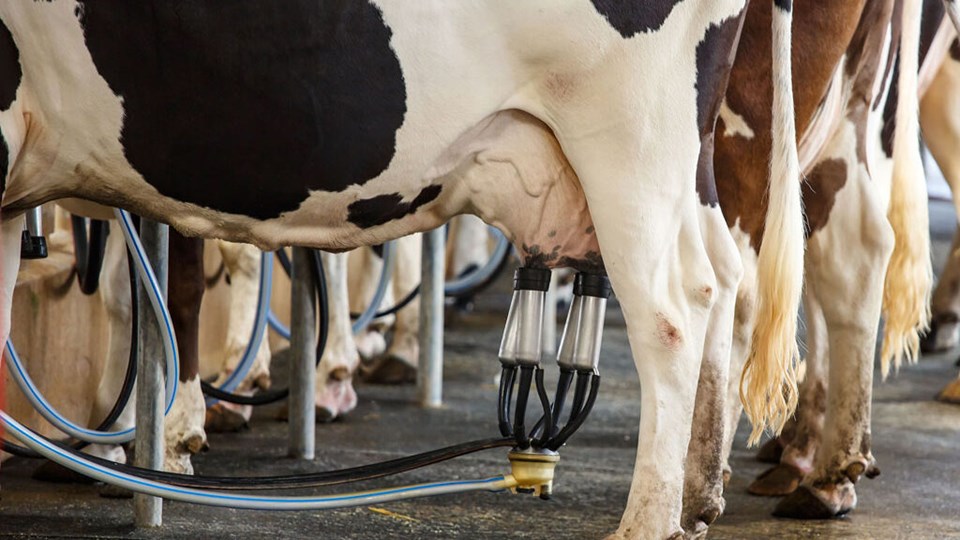 ES divulga resultado do 1º ciclo do edital do leite