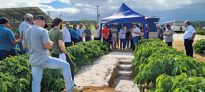 Nova irrigação revoluciona a produção de café conilon