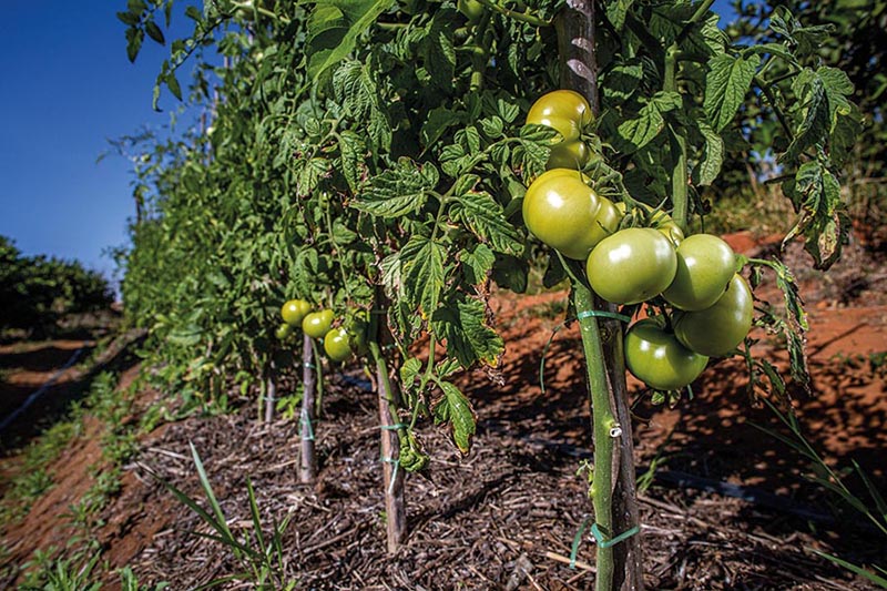 Tomate sobe até 52% no atacado com fim da safra de inverno Tomate sobe até 52% no atacado com fim da safra de inverno