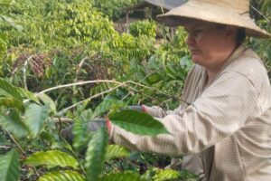 Mulheres do Cacau lançam café próprio em Colatina