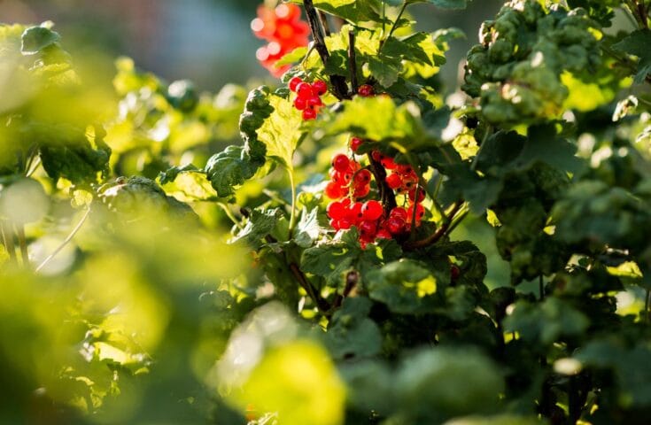 São Mateus sediará 1ª edição do “Empório Pimentas e Cafés”